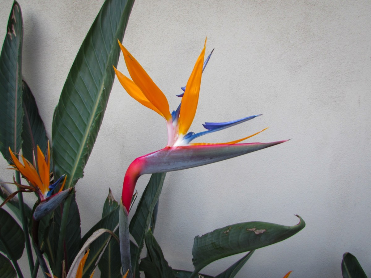 Bird of Paradise