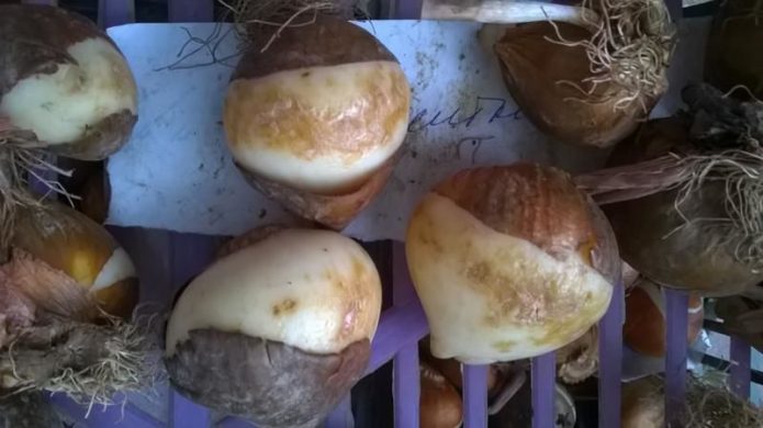 Луковицы тюльпанов с болезнями