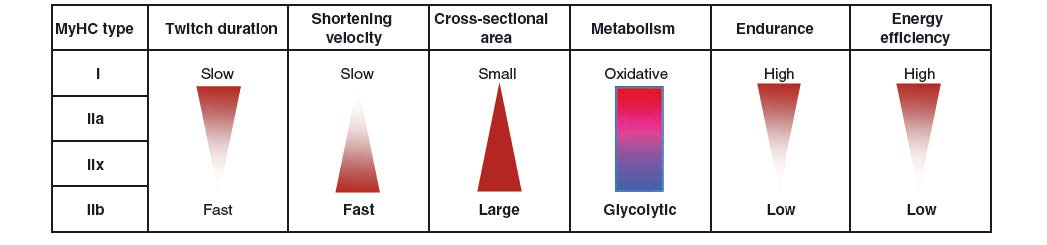 Figure 2: Human muscle fibers and the spectrum actions and metabolism (3)