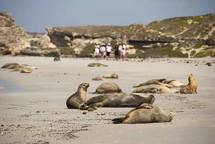 Kangaroo Island Region Image