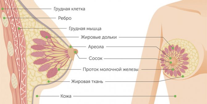 До скольки лет растет грудь