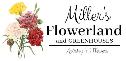 www.millersflowerland.com