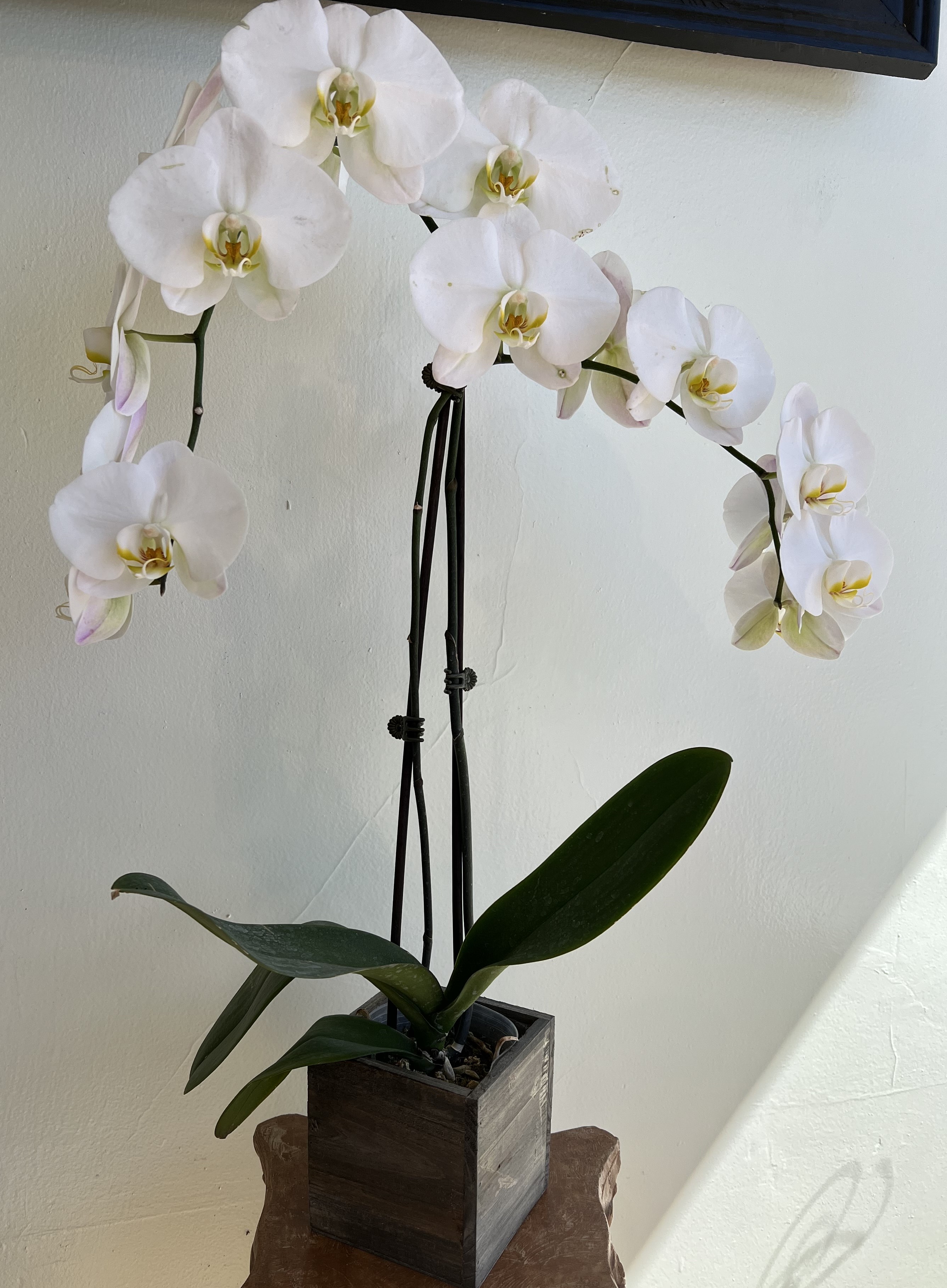 San Bruno Florist Flower Delivery by San Bruno Flower Fashions.