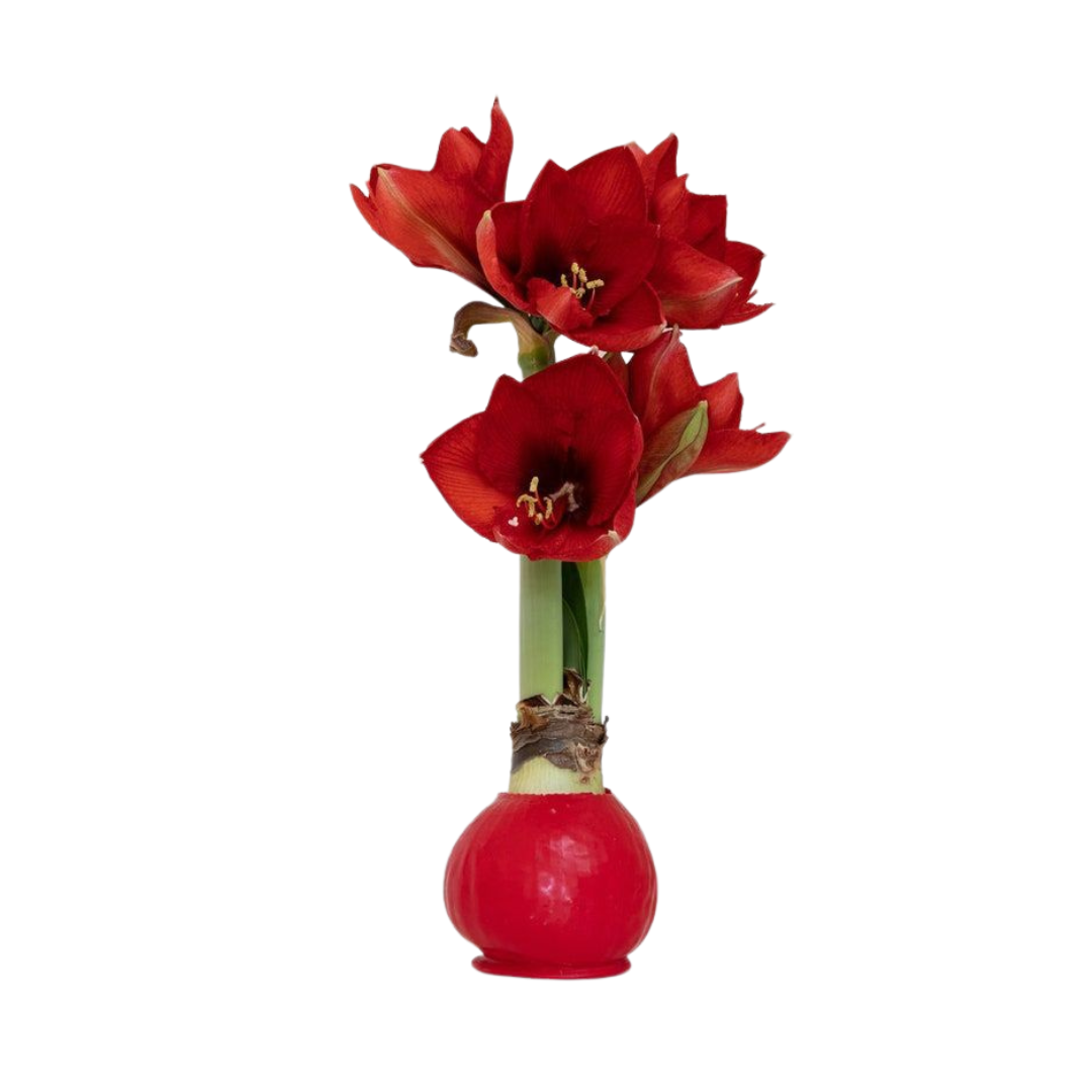 Amaryllis Bulb Waxed