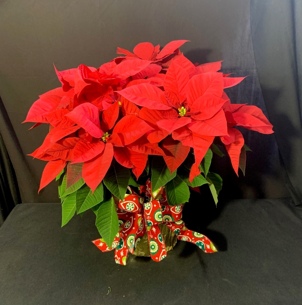 Poinsettias in Highland, IL The Greenhouse Florist & Gift Shop