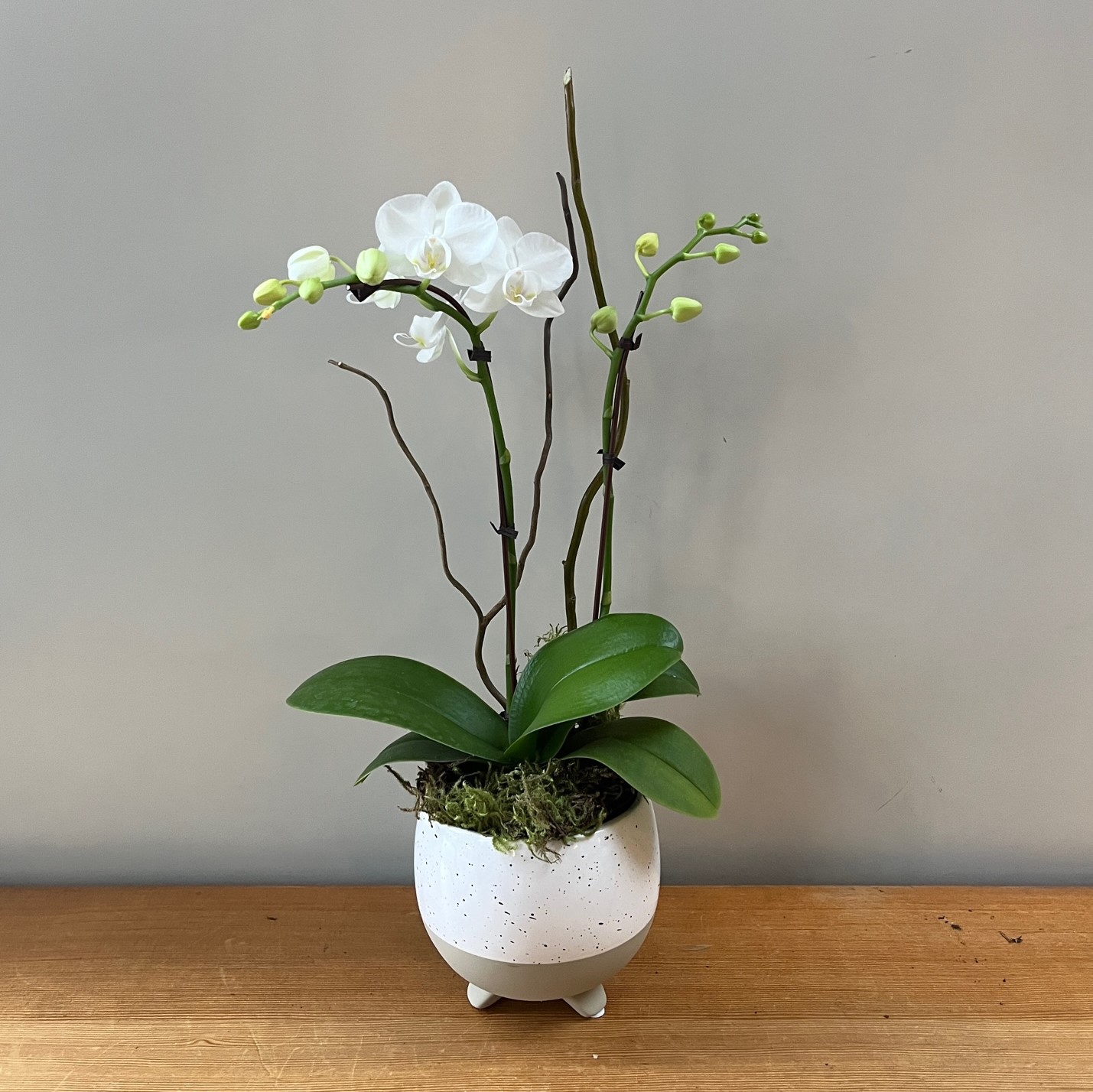 Small White Orchid Flower Delivery Victoria BC Poppies Floral Art