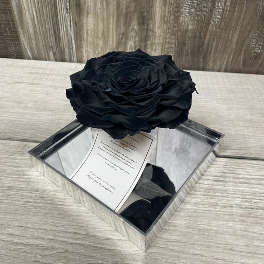 Black Roses, Preserved Black Roses