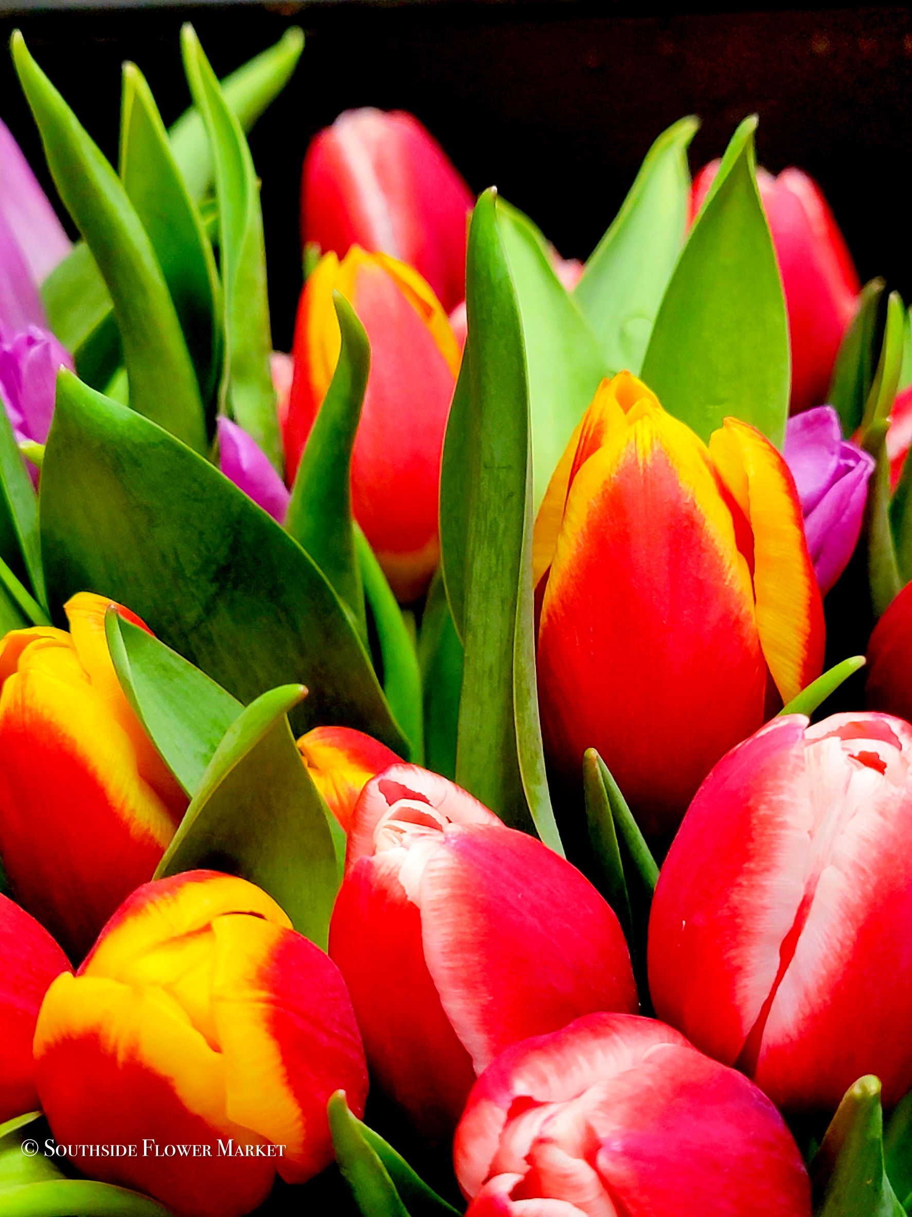 Tulip Bunch Wrapped Flower Delivery Grand Rapids MI Southside Flower