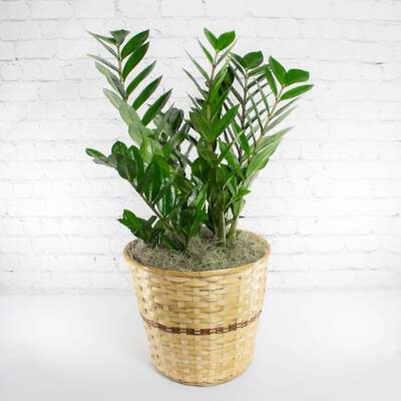 ceramic flower pot and saucer Tapered Signature Planter & Saucer: 15"  Robin Hollow Farm