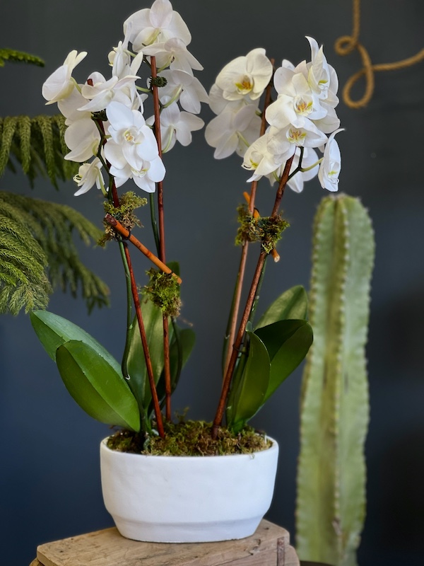 Phalaenopsis Duet Orchid Plant