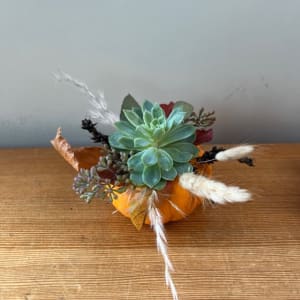 Mini Pumpkin Trio