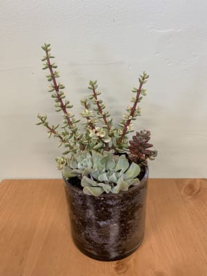 Succulent Planter