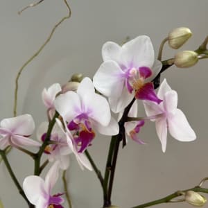 Small Pink & White Phalaenopsis