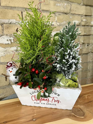 Christmas Trees Planter