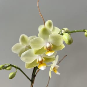 Small Yellow Orchid