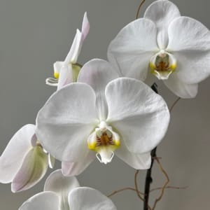 Large White Waterfall Orchid