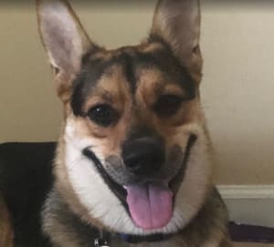 A Dog