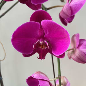 Large Purple Orchid
