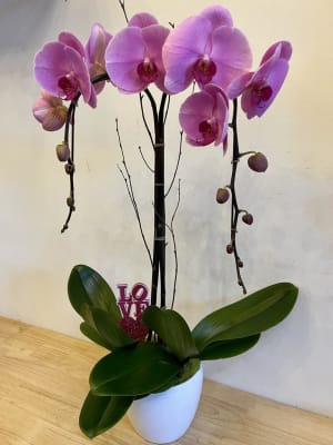 Double Pink Orchid