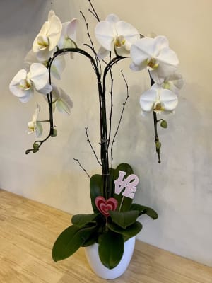 Double White Orchid