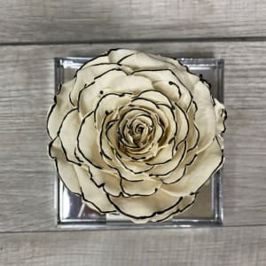 Single White Forever Rose in Acrylic Box