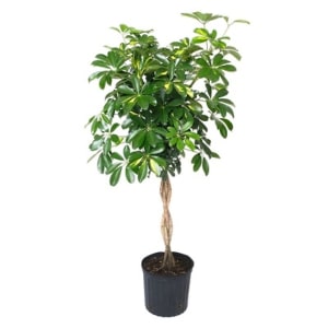 Braided Schefflera