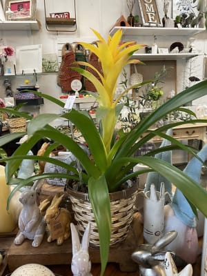 Bromeliad
