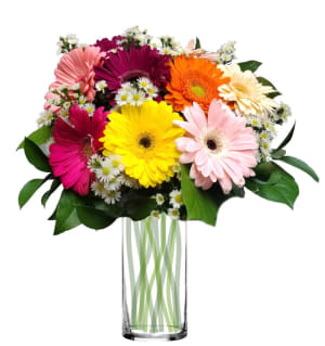 9 Fiesta Gerbs (Colors May Vary) Flower Bouquet
