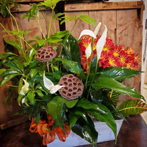 Dish Gardens