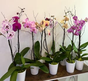 Flowers and Plants