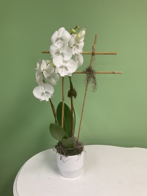 Double stem white orchid