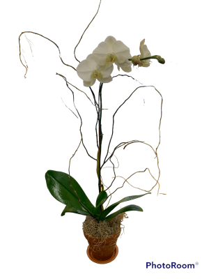 Orchid Flower Bouquet
