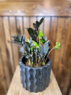 6" Black Raven ZZ Plant