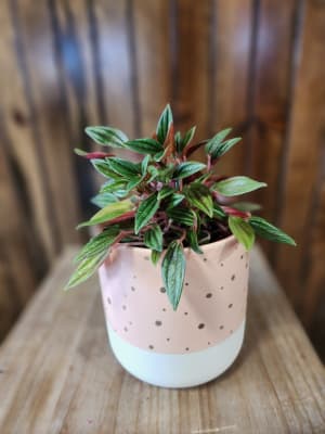 4" Foliage Peach Polkadot