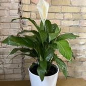 Peace Lily in White Ceramic Pot Flower Bouquet