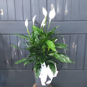 Peaceful Lily, shop optional sizes Flower Bouquet