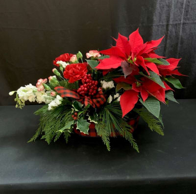 Poinsettia Care: Everything to Know About the Christmas Flower