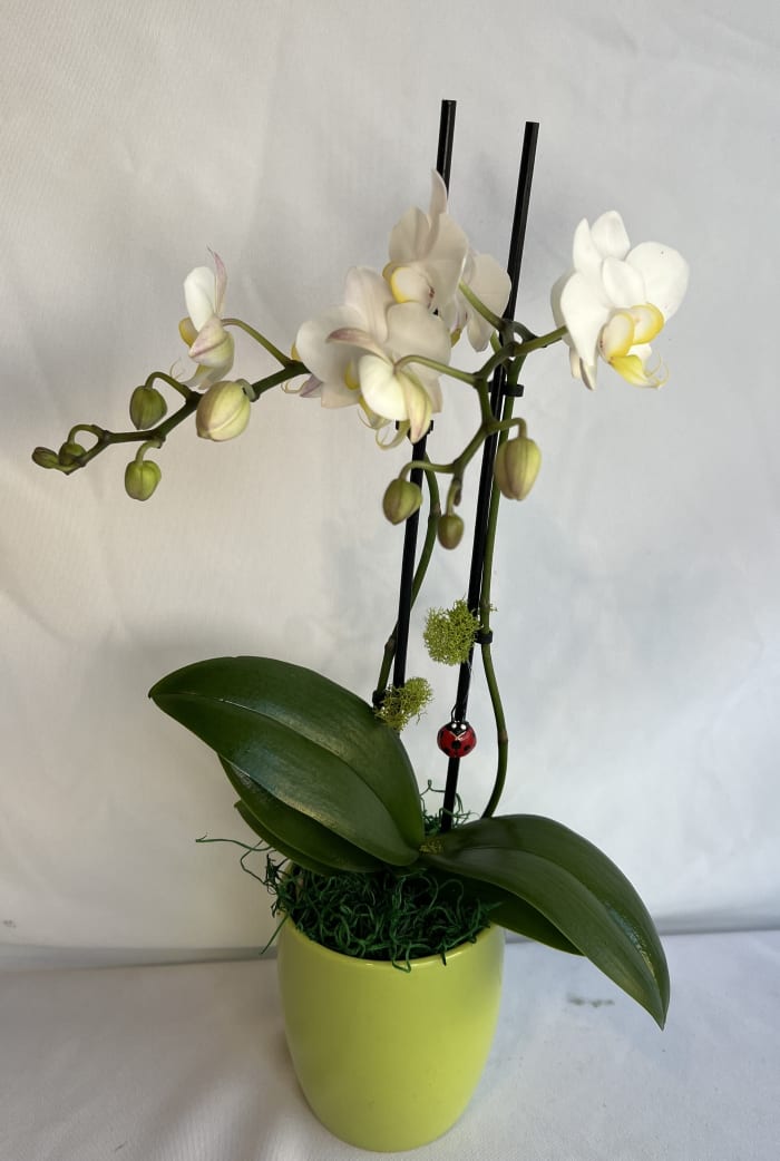 Small Beautiful White Orchid