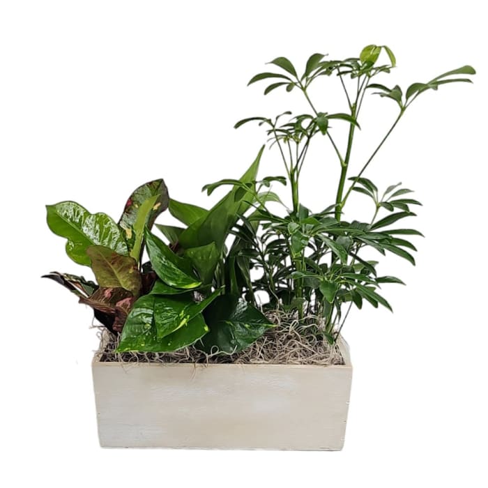 Tropical Garden Box (Plants Vary)