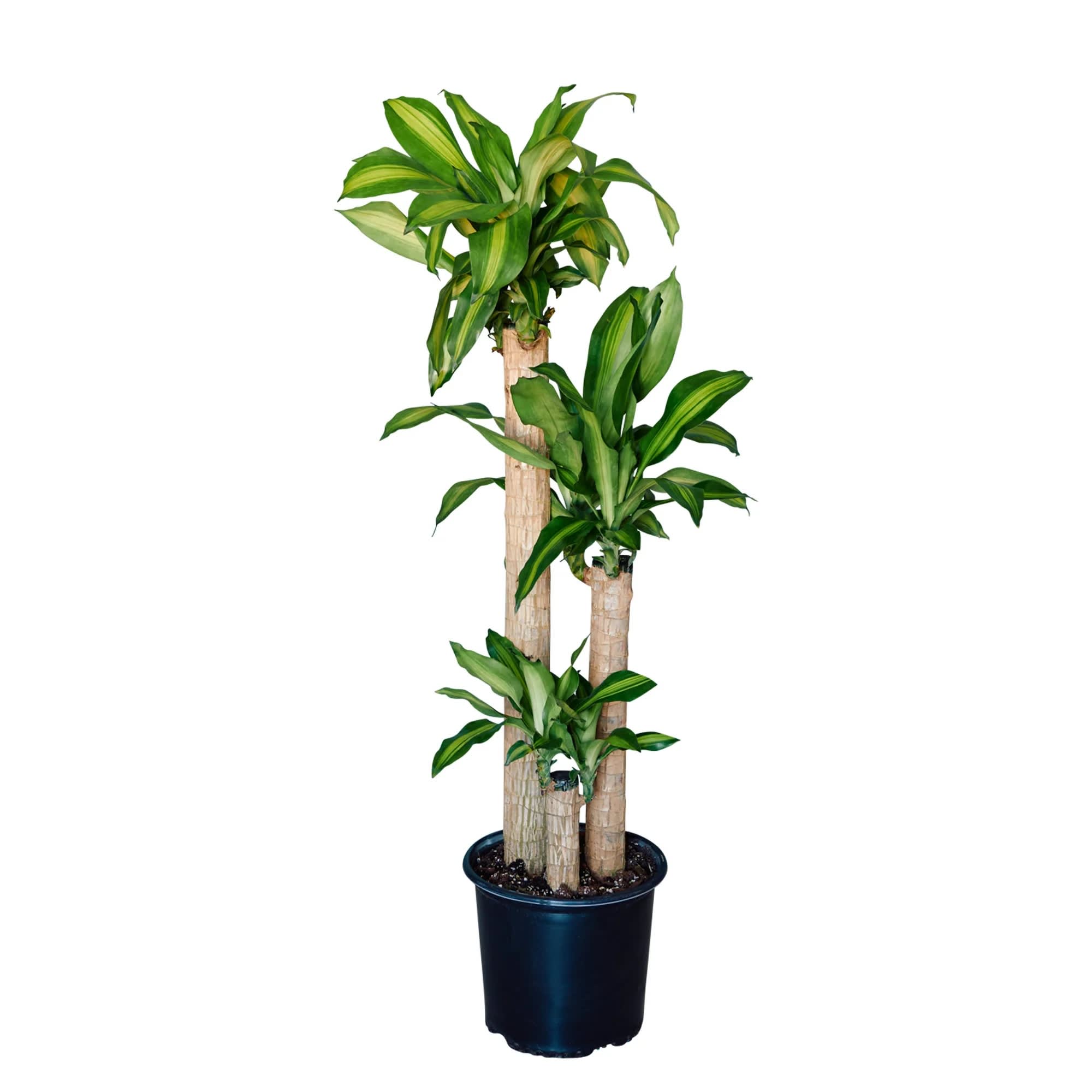 Indoor House plants FREE delivery in Jersey City NJ from FlowerNOW