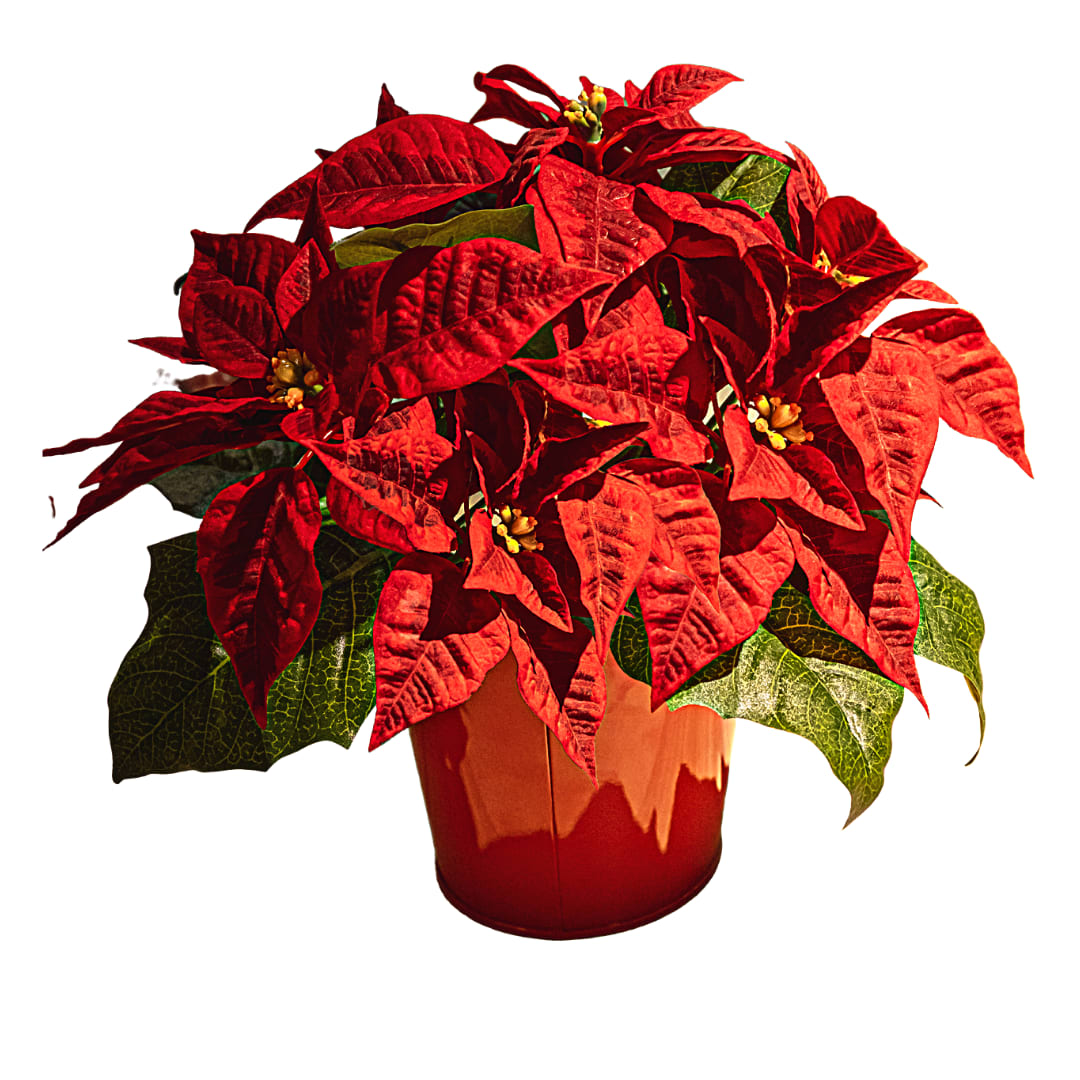 Ottawa ON Florist FREE Flower Delivery in Ottawa ON by Alta Vista Flowers