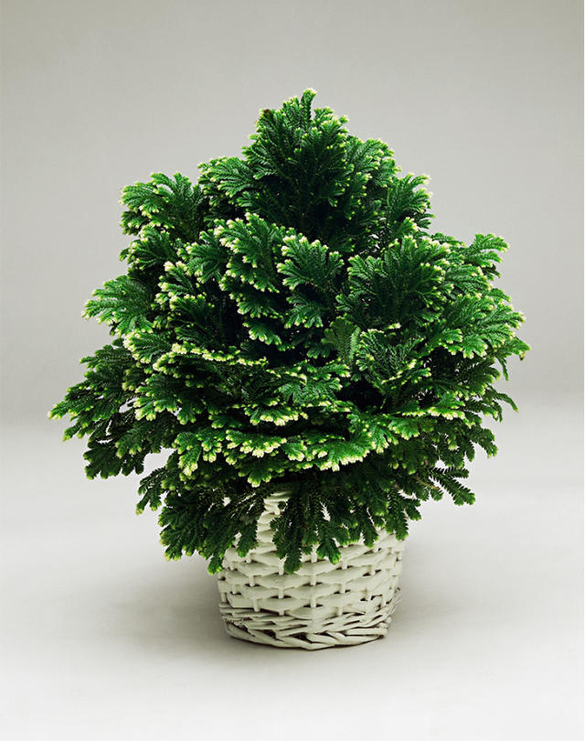 Ottawa Florist FREE Christmas Flower Delivery Ottawa ON Flower Shop