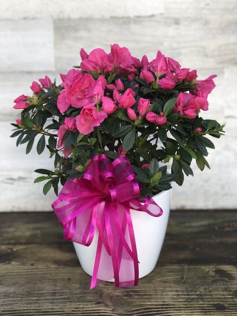 Seminole, Largo FL Florist Flower Delivery in Largo FL by Rose Garden