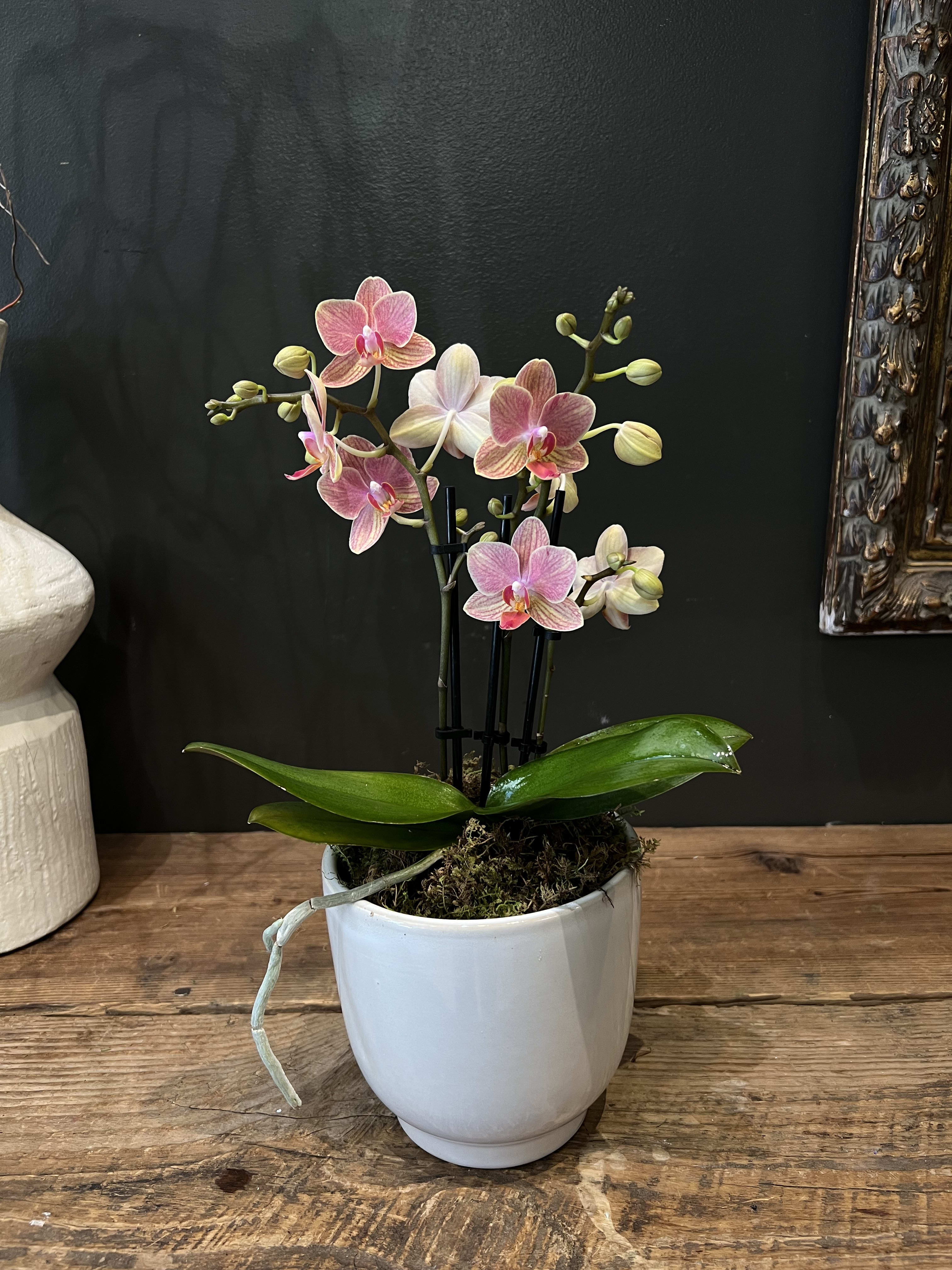 Plants Flower Delivery Chapel Hill NC Chapel Hill Florist