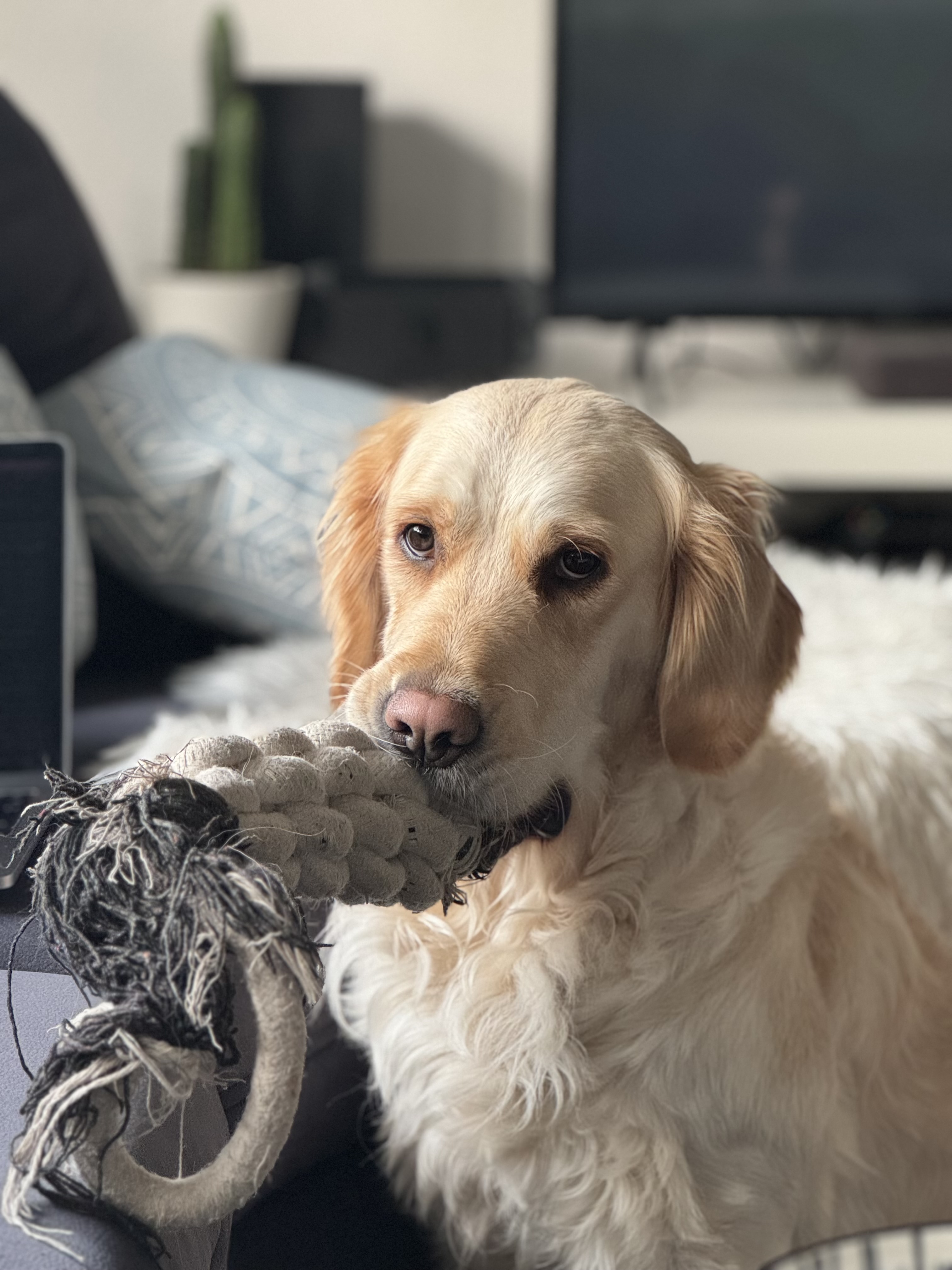Image for post titled My Dog