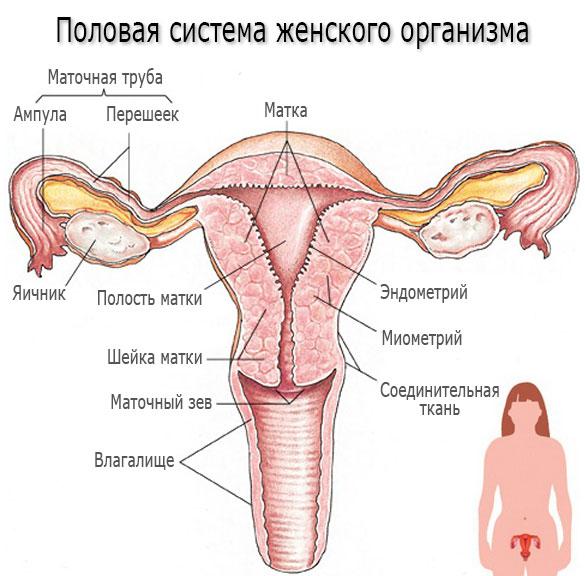 Половая система женского организма