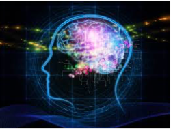 The brain