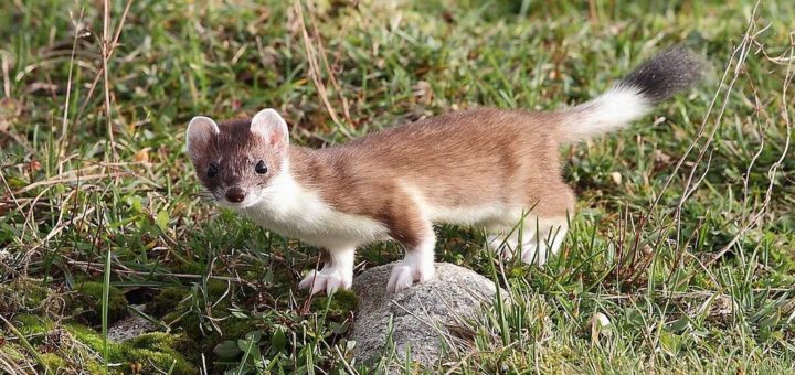 Горностай фото зверька (лат. Mustela erminea)