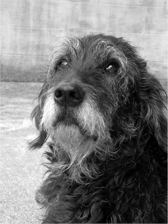 Zoey photo