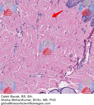 loose connective tissue labeled matrix